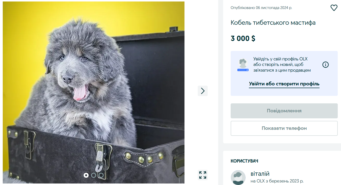 Тибетский мастиф