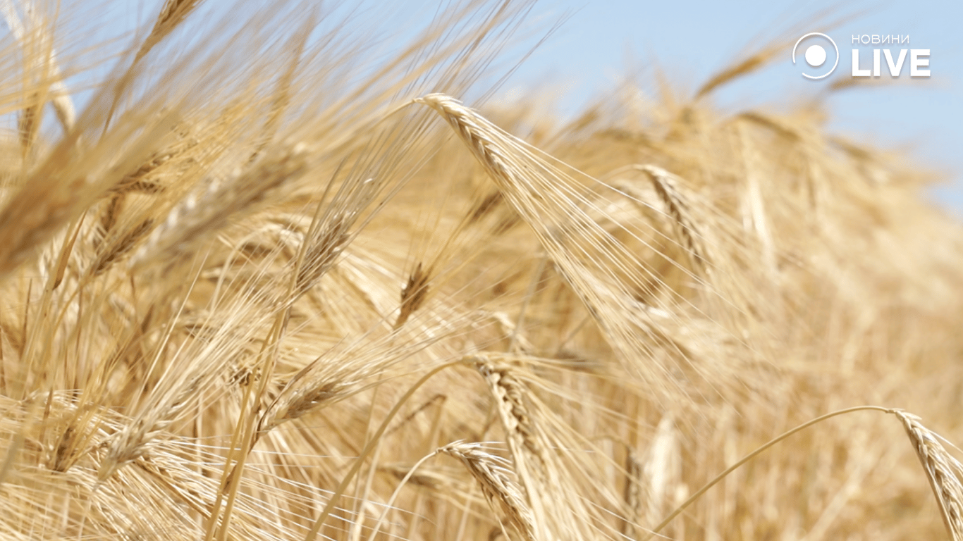 Колоски ячменю