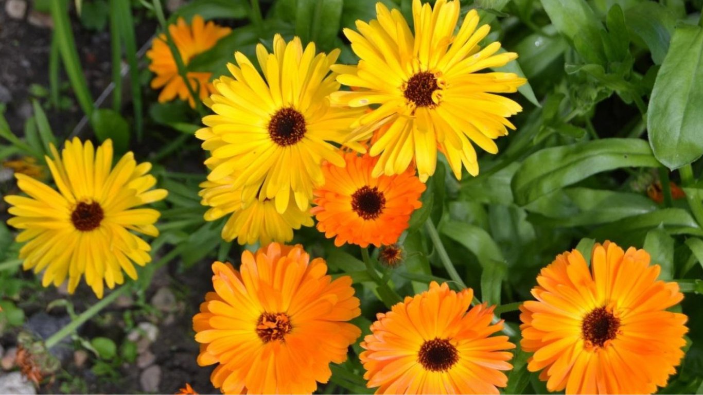 Коли сіяти нагідки