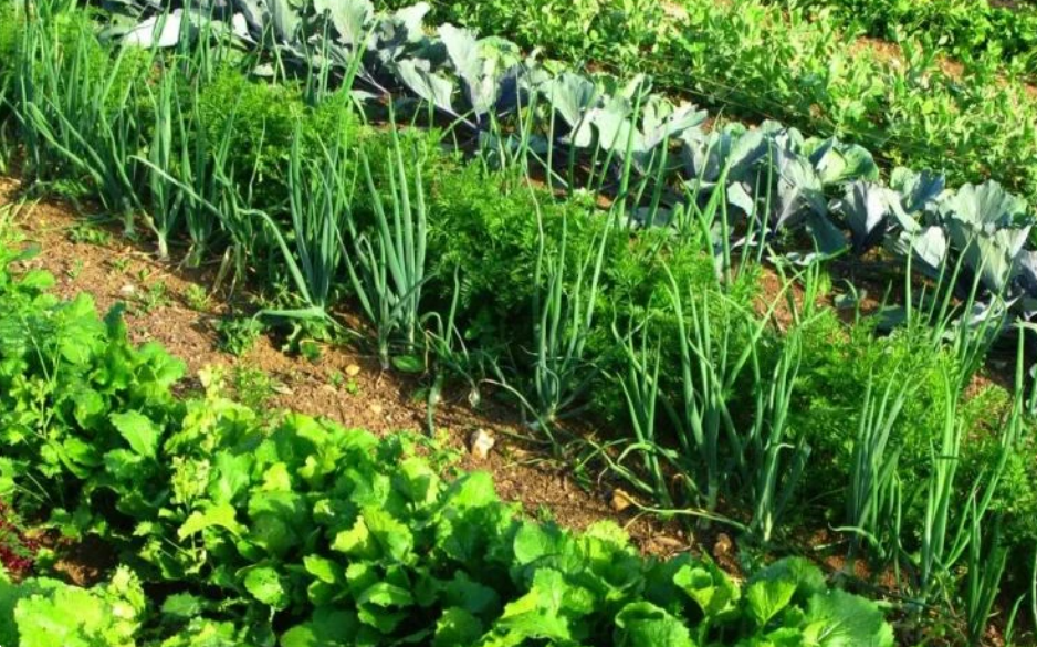 Лук и капуста на одном участке на огороде