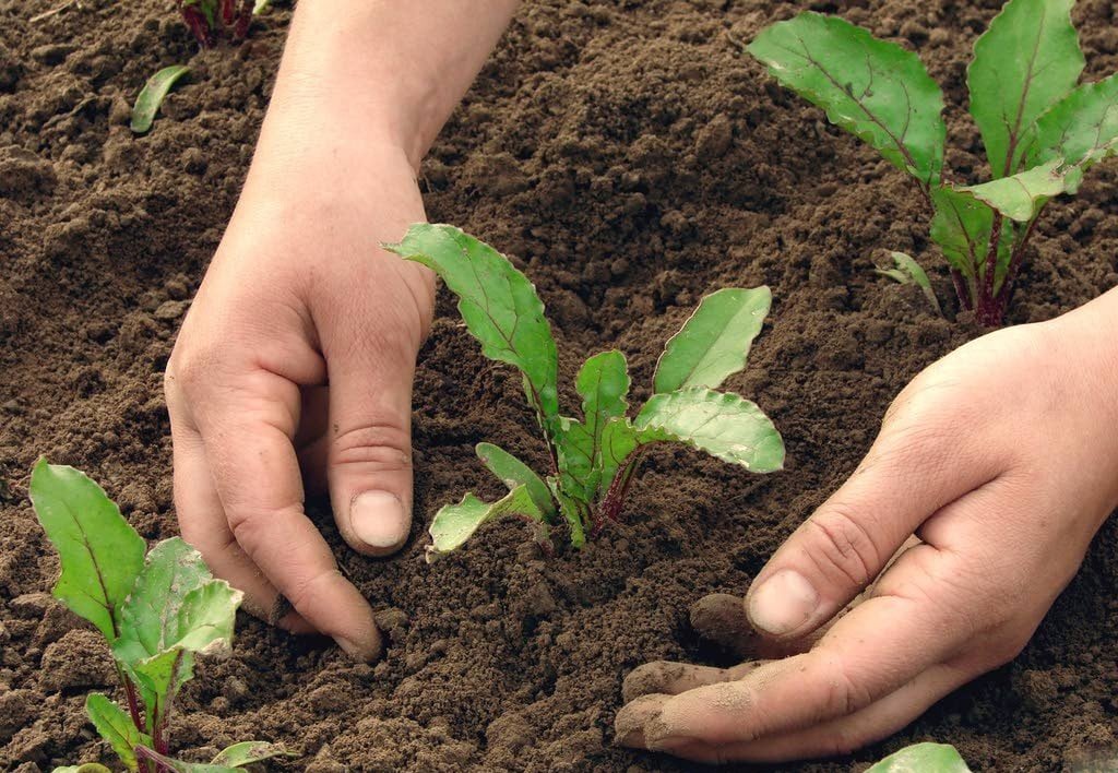 Посадка свеклы