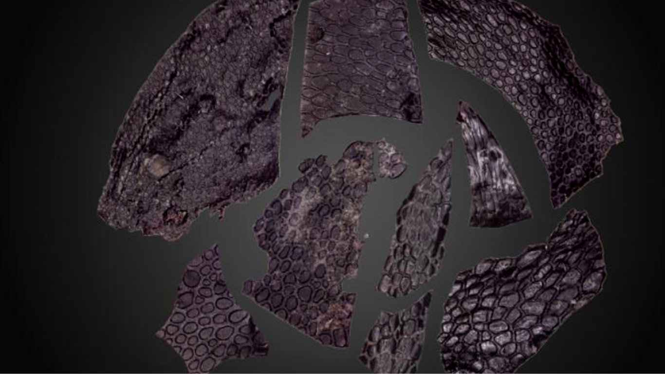 Найдена окаменевшая кожа таинственного существа, жившего до динозавров — фото