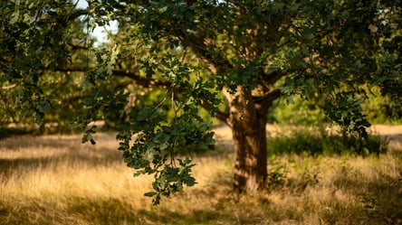 Ці дерева не варто саджати поруч із домом — три небезпечні породи - 285x160