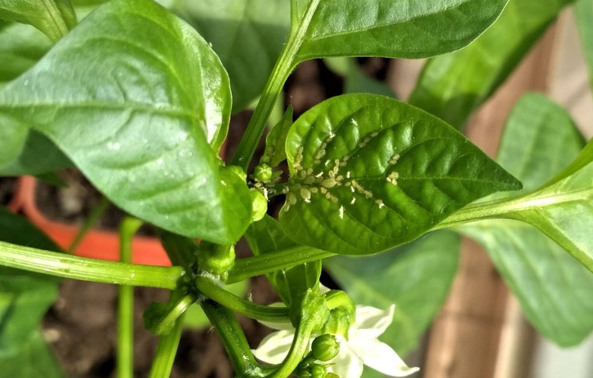 Як виявити попелицю на розсаді