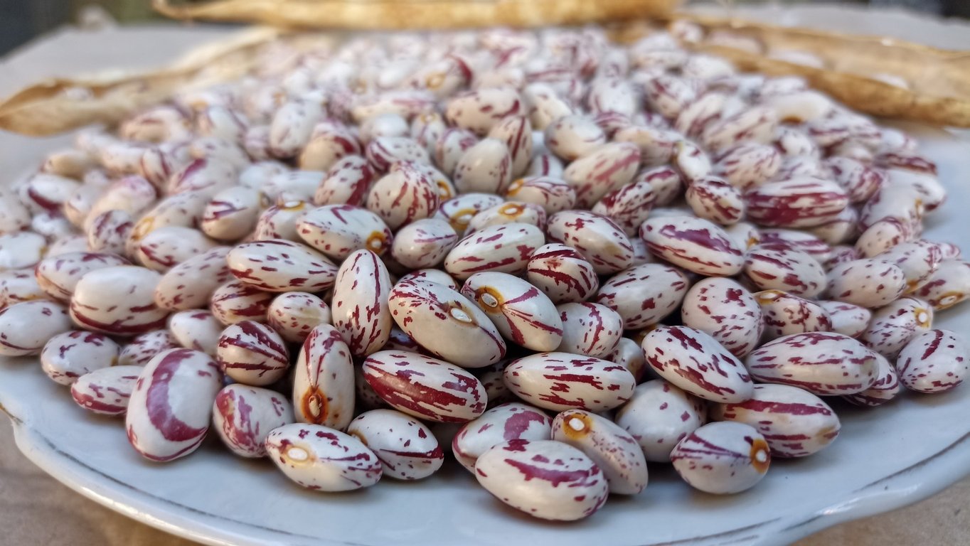 Квасоля-рекордсмен — який сорт посіяти 2026 року