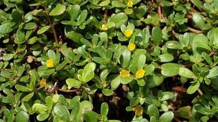 Як назавжди вивести портулак з городу — перевірені методи - 285x160