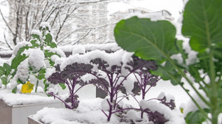 Зимний огород — какие овощи выживают под снегом - 285x160