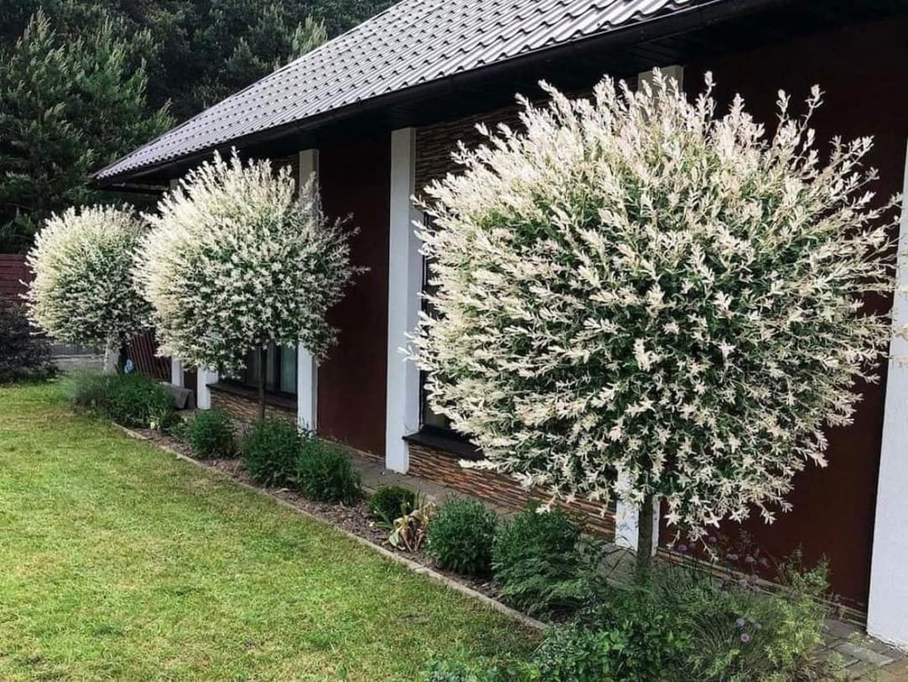 Узнайте, почему нельзя сажать вербу возле дома