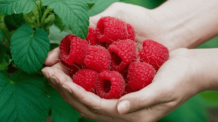 Найсолодший сорт малини 2025 — урожайний, стійкий, смачний - 285x160