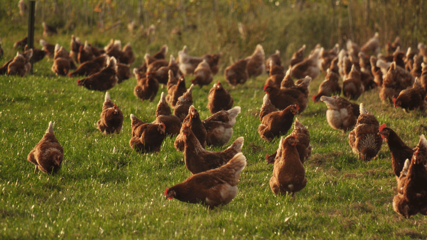 Кури гуляють у саду.