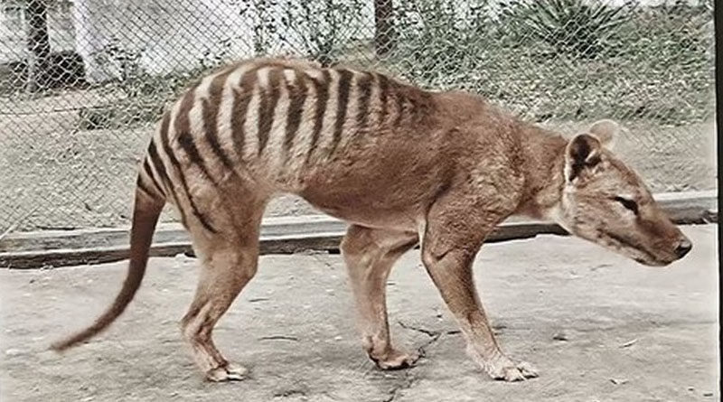 Как выглядел тасманский тигр