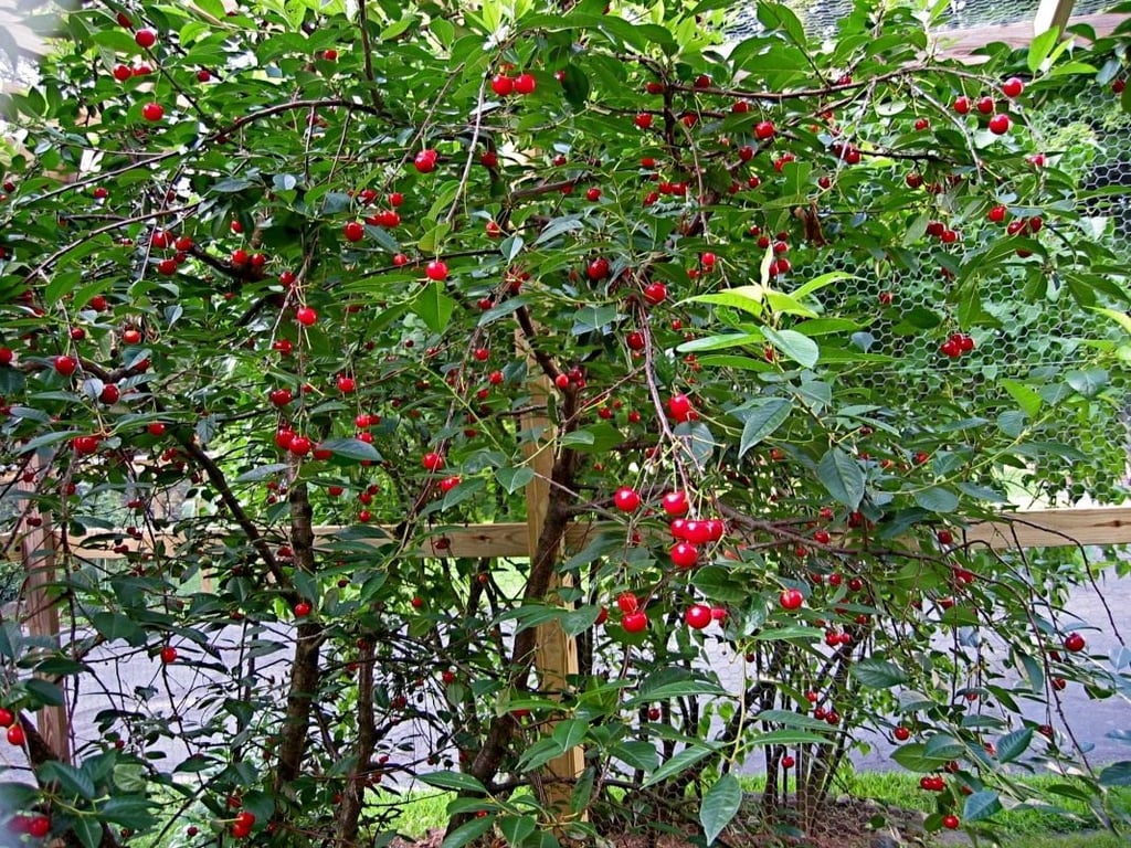 Большое вишневое дерево в саду