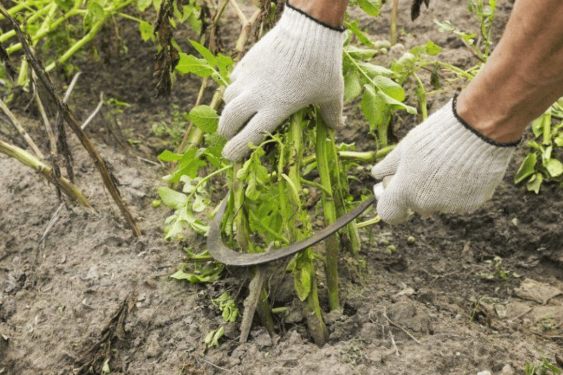 Ботва картошки