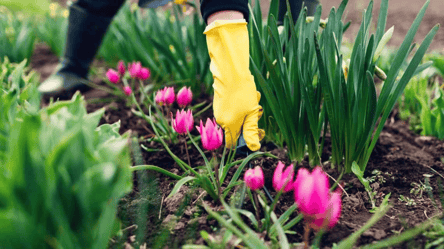 Збережіть тюльпани до весни — найкращі умови для цибулин - 285x160