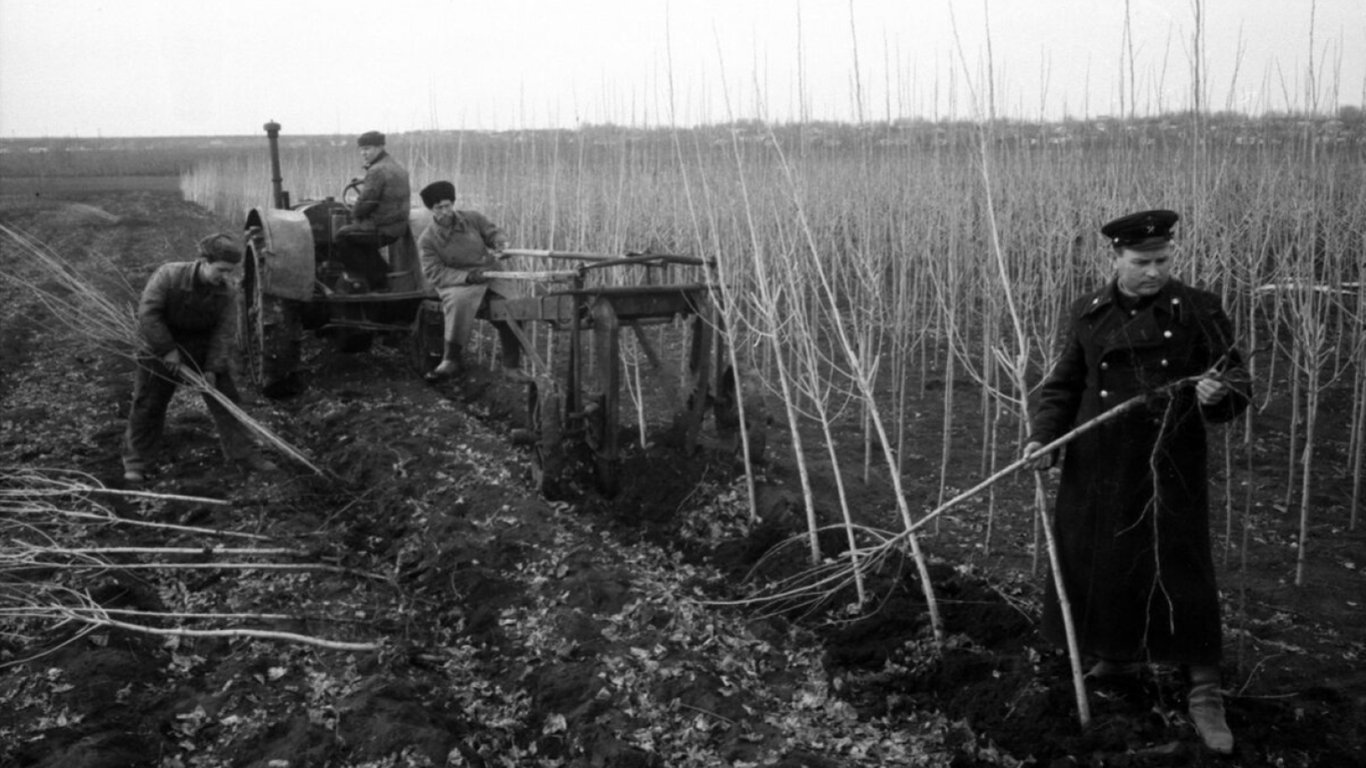 Почему в СССР повсюду высаживали тополи — неожиданные причины