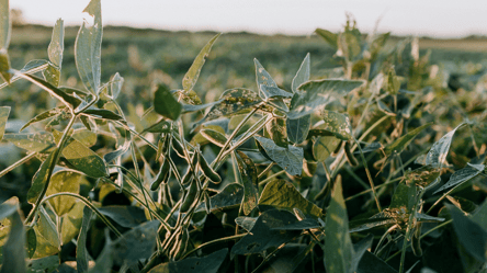 Сою из Украины покупают за бесценок — какая цена на мировом рынке - 285x160