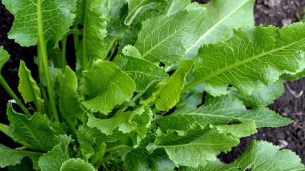 Как навсегда избавиться от хрена на огороде — проверенные методы - 285x160