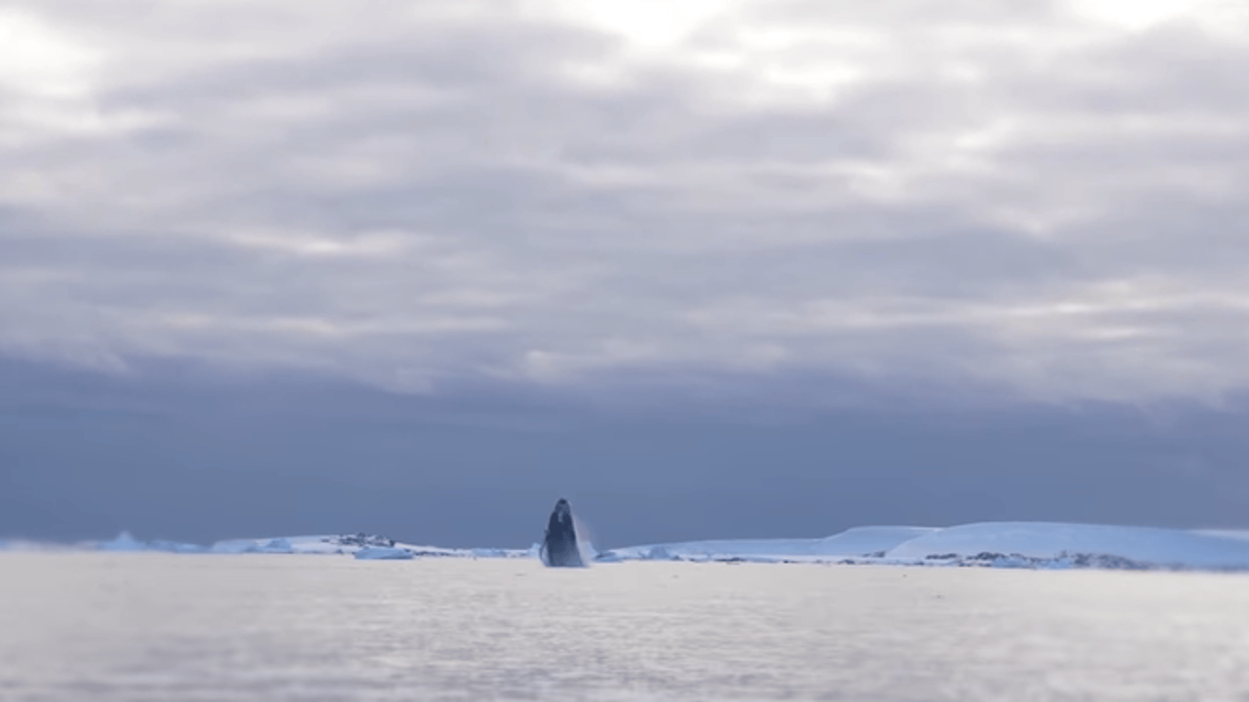 Українські полярники в Антарктиці зафільмували стрибки кита — вражаючі кадри