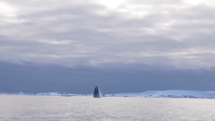 Українські полярники в Антарктиці зафільмували стрибки кита — вражаючі кадри - 285x160