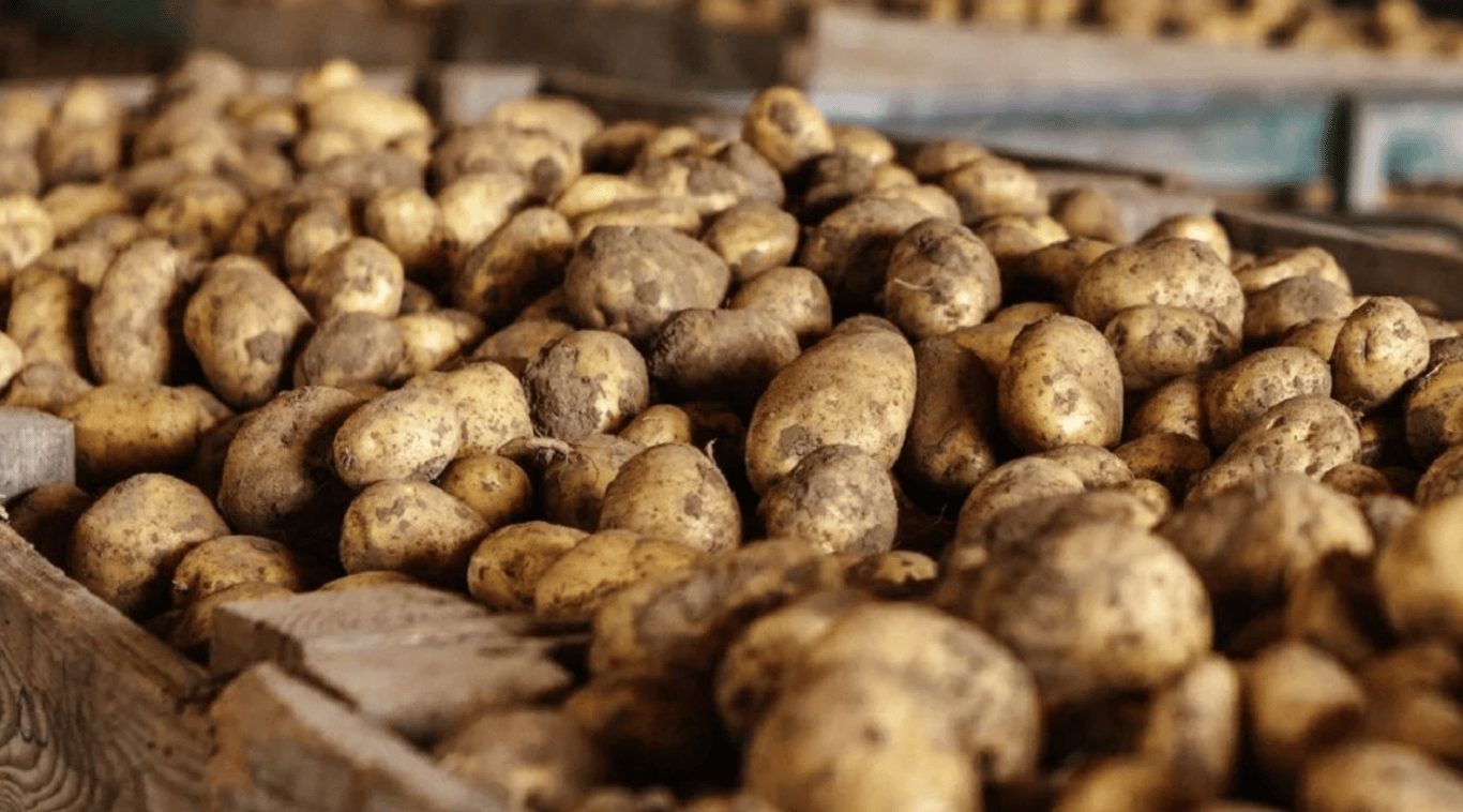 Хранение урожая картофеля в помещении