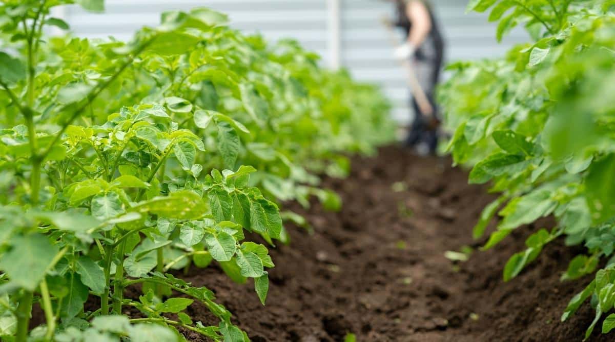 Чем обработать картофель перед окучиванием — простые народные средства без химии