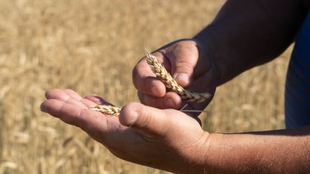 Пшеница в Украине дорожает: тонна стоит более 10 000 гривен - 285x160