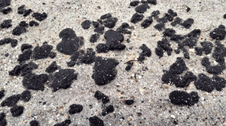 На побережье Одесчины обнаружили мазут — какие последствия - 290x166