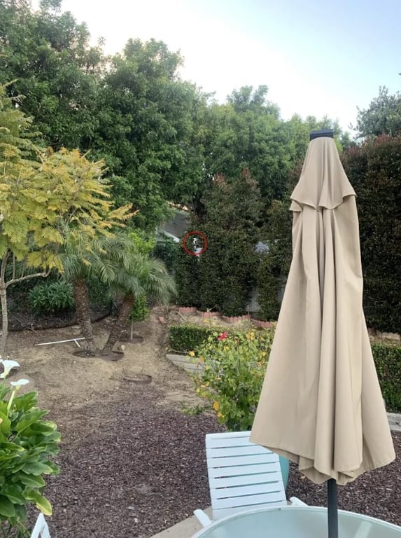 Не только коты умеют прятаться — помогите найти собаку во дворе за 15 секунд - фото 2