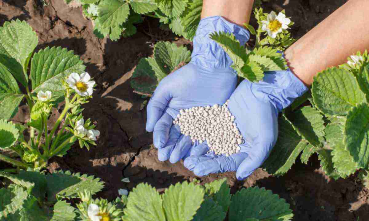 Коли, чим та як удобрювати полуницю навесні 2024 року