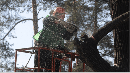 Соседское дерево затеняет ваш участок — можно ли срезать ветки - 285x160
