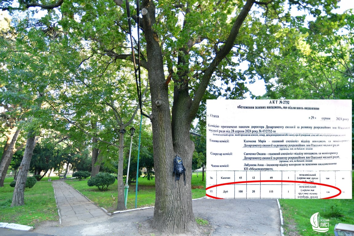В Одесі незаконно вирубують столітні дуби — деталі, фото - фото 1