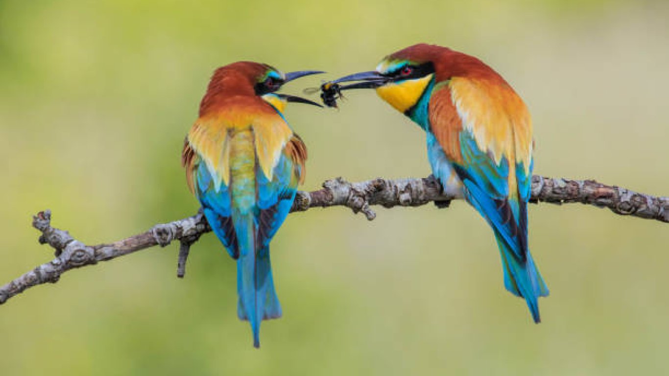 Бджолоїдки ділять комаху.