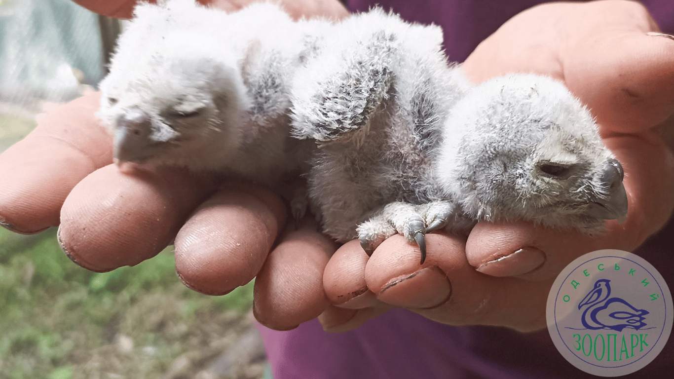 Двое птенцов домашних сычей родились в Одесском зоопарке