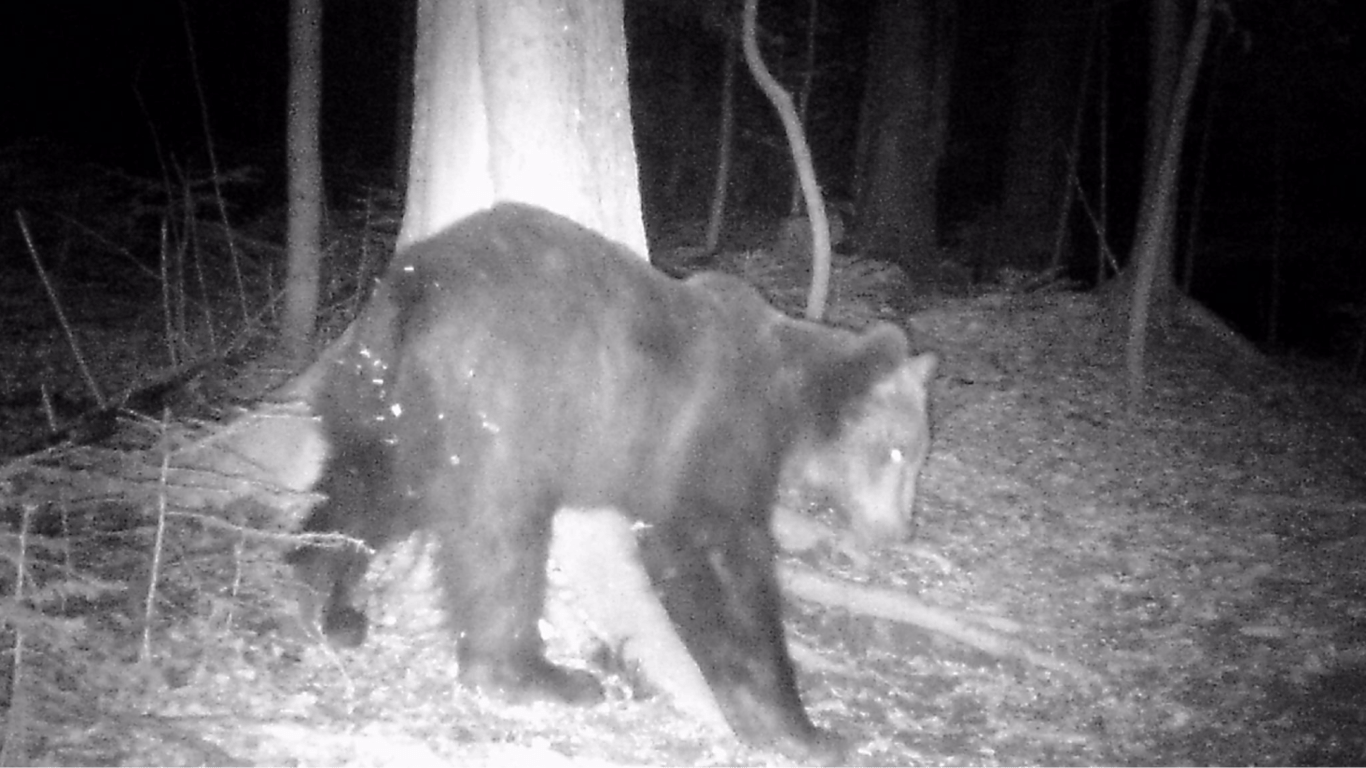 В Карпатах из-за аномально теплой зимы проснулся бурый медведь