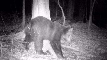 В Карпатах из-за аномально теплой зимы проснулся бурый медведь - 285x160