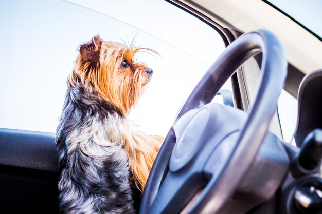 Порода собак Йоркширский терьер в машине