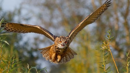 На Одещині у дельті Дунаю випустили рідкісних птахів - 285x160