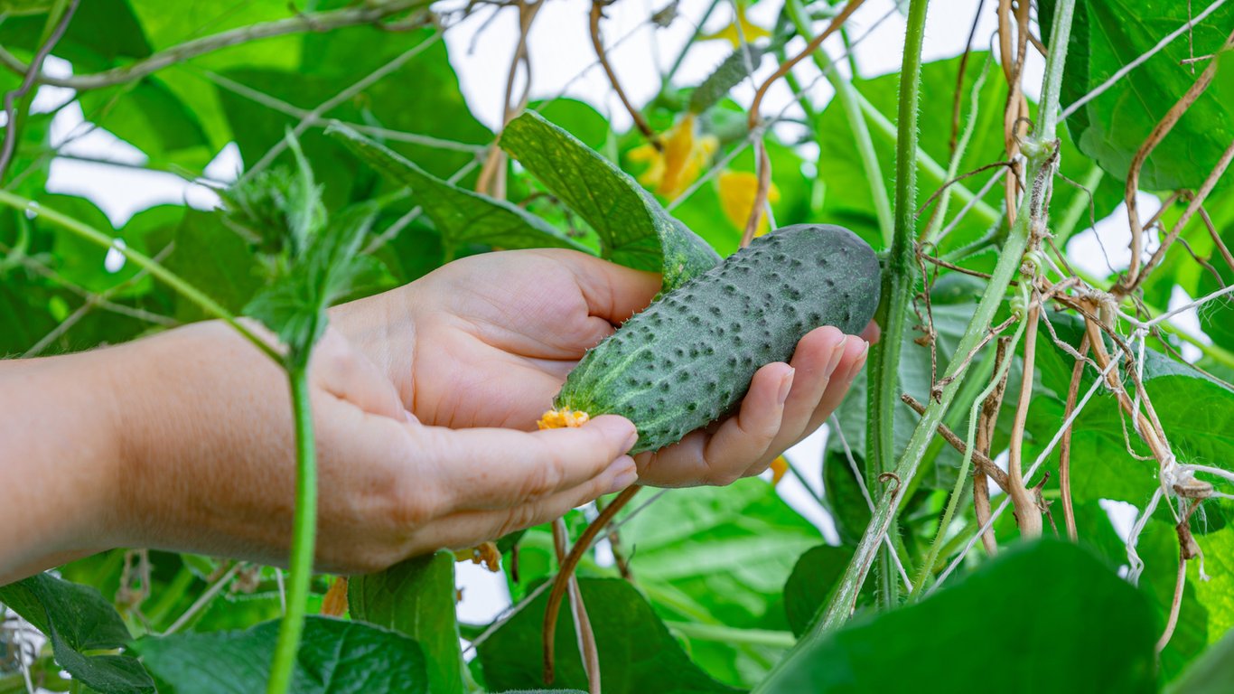 Какие овощи выгоднее выращивать на огороде, чем покупать — огурцы