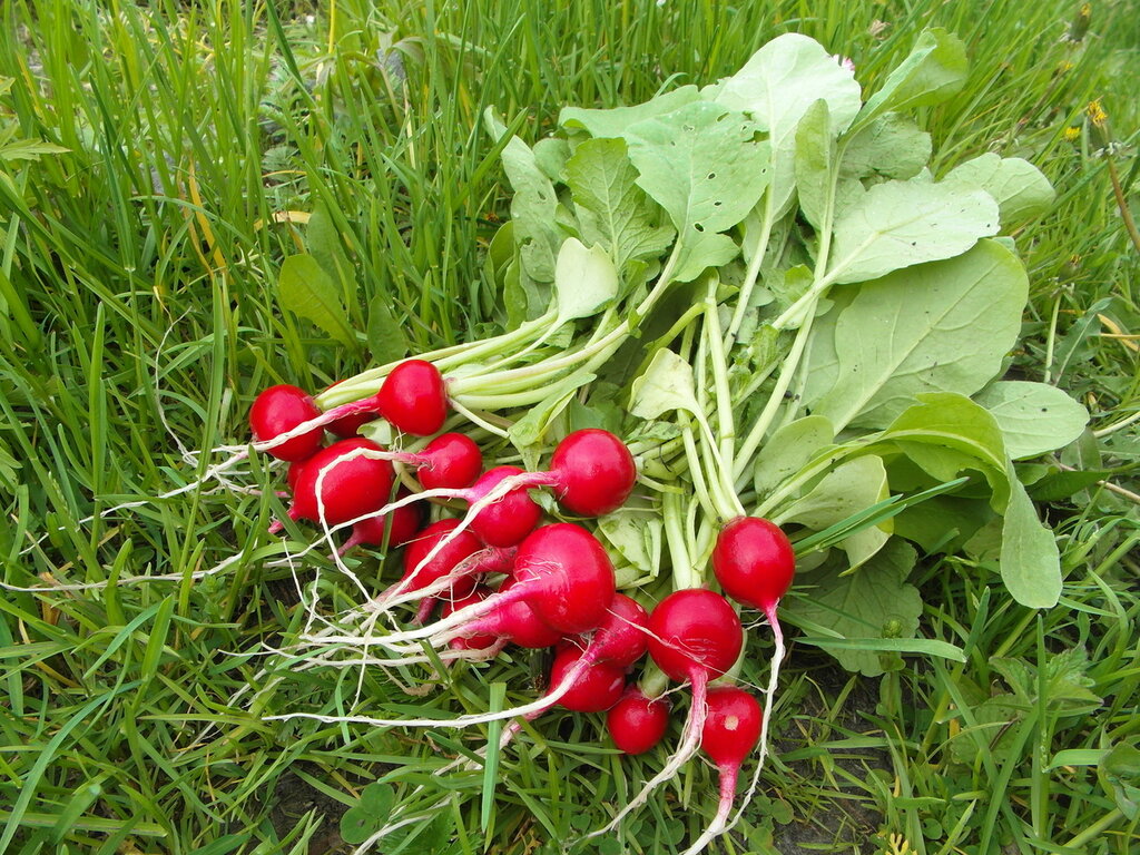 Редиска