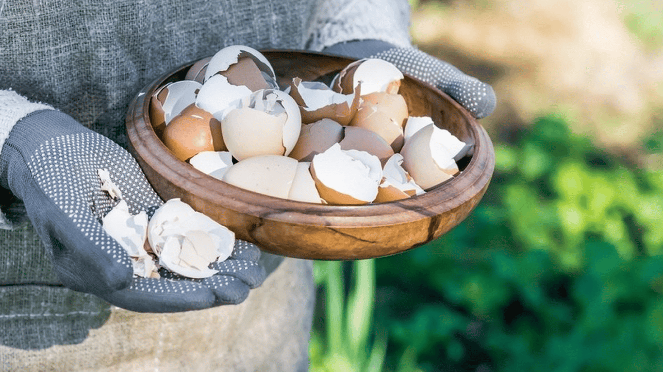 Як використати яєчну шкаралупу на городі та в саду — поради для дачників