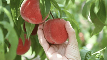 Засіб, який завжди під рукою — чим підживити персики в саду для рясного врожаю - 285x160