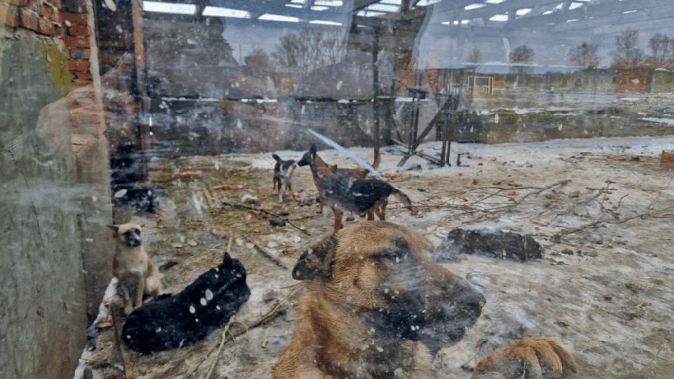 Зі скандального притулку у Київській області евакуюють тварин