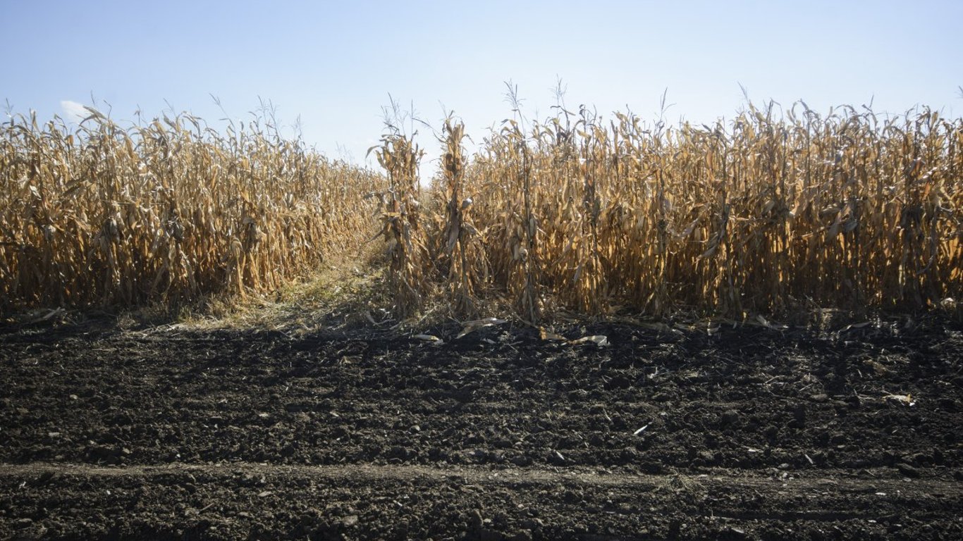 Кукурудза в Україні дорожчає: тонна коштує понад 10 000 гривень