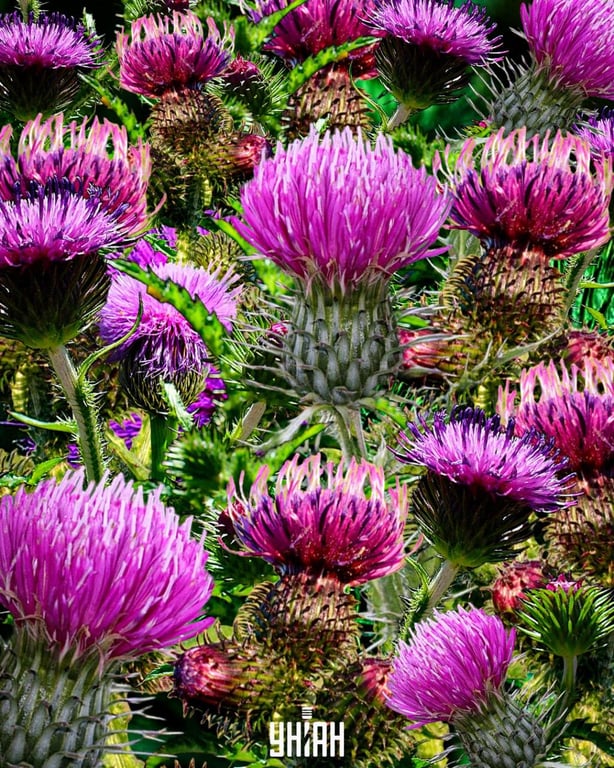 Оптическая головоломка на внимательность