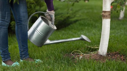 Не поливайте даремно — коли восени зупиняти полив дерев - 285x160