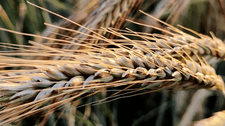 Ціни на ячмінь в останні дні жовтня — скільки коштує тонна - 285x160