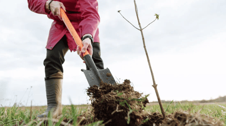 Посадіть це у листопаді — і навесні отримаєте міцні саджанці - 285x160