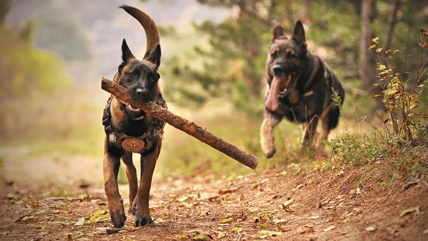 Яка порода собак найрозумніша