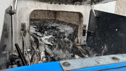 На Одещині вперше за 13 років коштом держави зарибнили лиман - 290x166