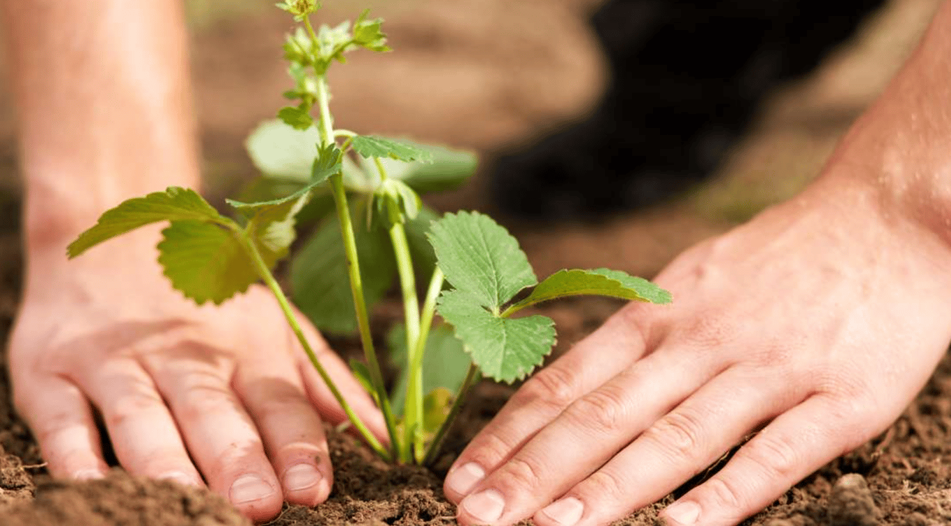 Куст клубники